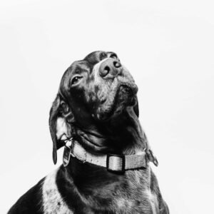 custom pet portrait